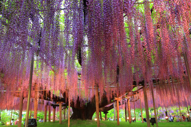 istock Illuminated wisteria trees at Ashikaga Flower Park 2155594996