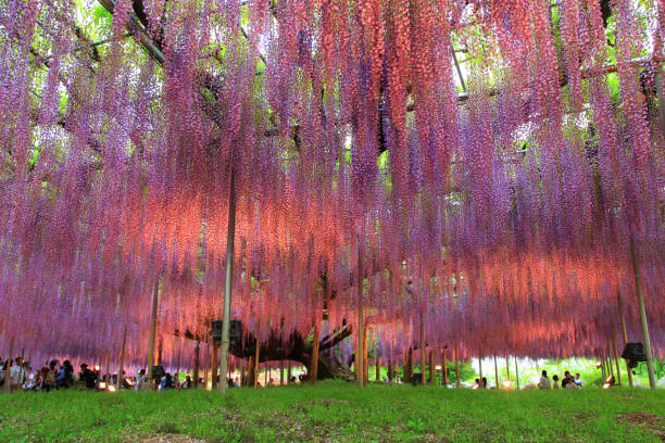 Illuminated wisteria trees at Ashikaga Flower Park