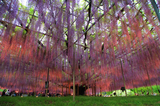 istock Illuminated wisteria trees at Ashikaga Flower Park 2155595057