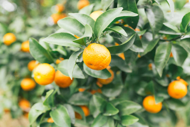 istock Citrus shatangju(砂糖桔) fields in China 2155598382
