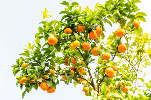istock Citrus shatangju(砂糖桔) fields in China 2155598423
