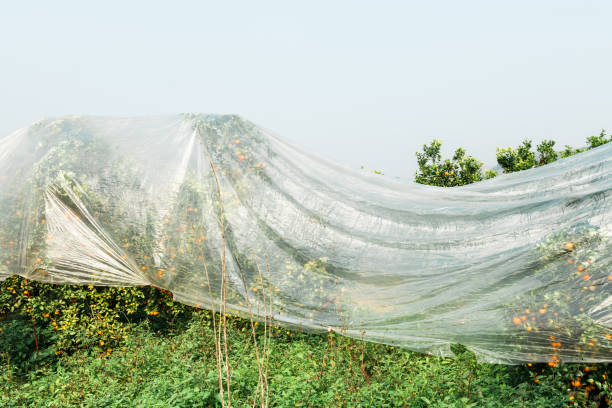 Citrus shatangju(砂糖桔) covered with plastic mulch fields in China, preventing cold temperature.