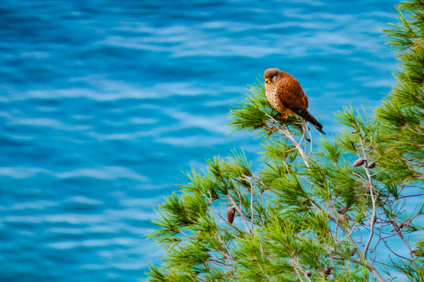 Brown bird sitting on green pine tree against blue sea water.