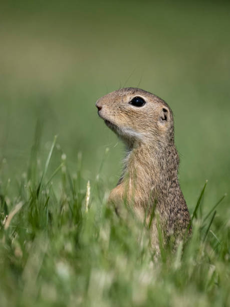 istock European ground squirrel or souslik, Spermophilus citellus 2155600170