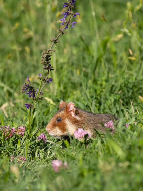 istock European hamster, Cricetus cricetus 2155600187