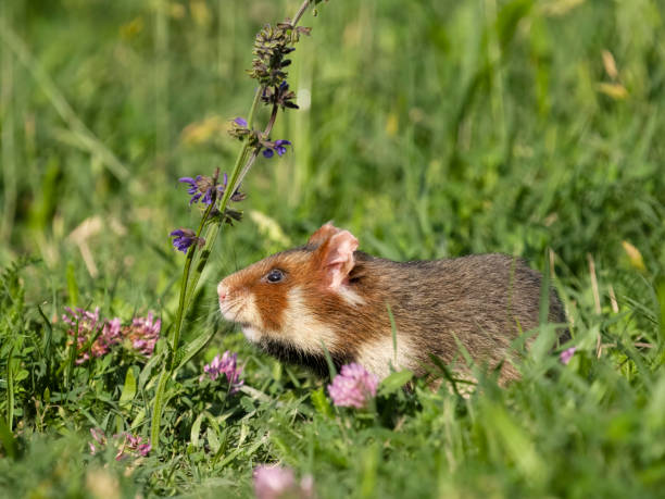 istock European hamster, Cricetus cricetus 2155600198