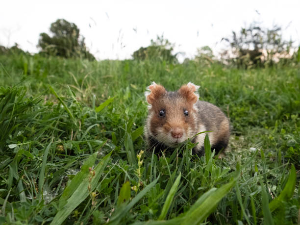 istock European hamster, Cricetus cricetus 2155600300