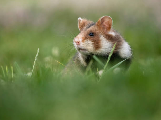 istock European hamster, Cricetus cricetus 2155600704