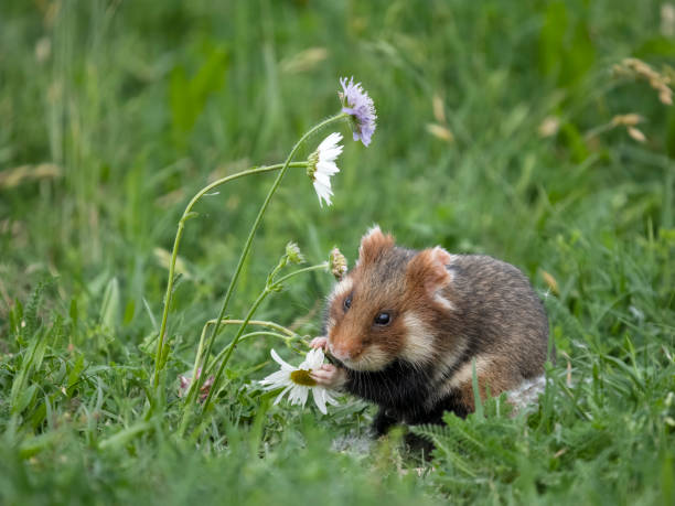 istock European hamster, Cricetus cricetus 2155600706