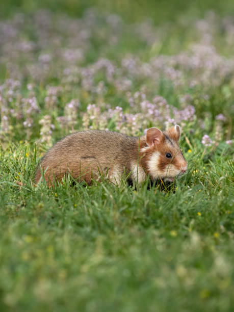 istock European hamster, Cricetus cricetus 2155600707