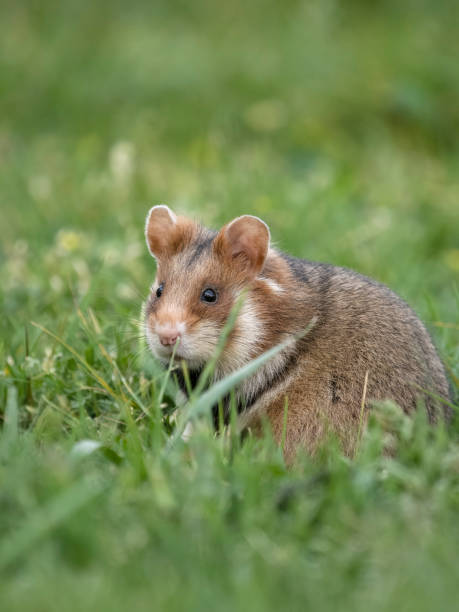 istock European hamster, Cricetus cricetus 2155600716