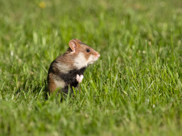 istock European hamster, Cricetus cricetus 2155600718