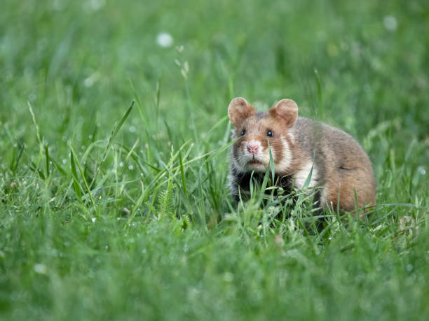 istock European hamster, Cricetus cricetus 2155600720