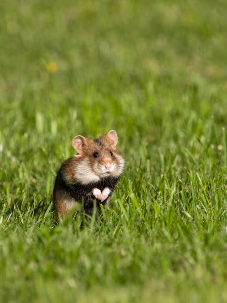 istock European hamster, Cricetus cricetus 2155600722