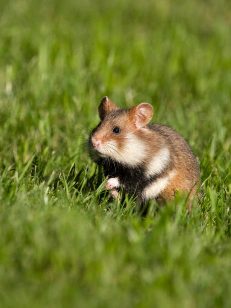 istock European hamster, Cricetus cricetus 2155600723
