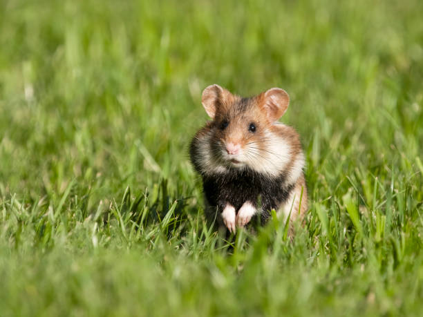 istock European hamster, Cricetus cricetus 2155600724