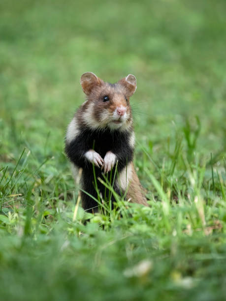 istock European hamster, Cricetus cricetus 2155600725