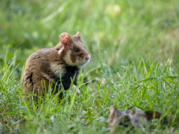 istock European hamster, Cricetus cricetus 2155600729