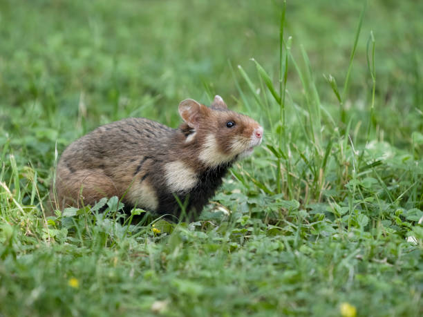 istock European hamster, Cricetus cricetus 2155600731