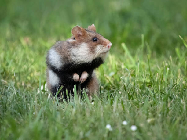 istock European hamster, Cricetus cricetus 2155600733