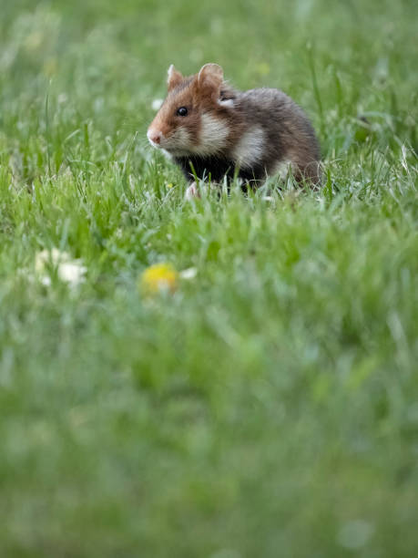 istock European hamster, Cricetus cricetus 2155600739