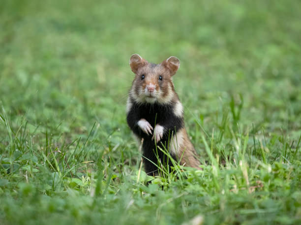 istock European hamster, Cricetus cricetus 2155600743