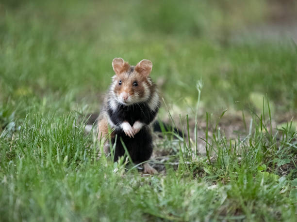 istock European hamster, Cricetus cricetus 2155600745