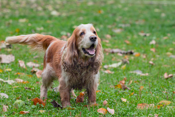 The English Springer Spaniel is a breed of gun dog in the Spaniel group traditionally used for flushing and retrieving game.