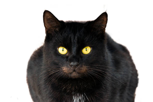 istock Close-up of a black cat on a white background 2155602881