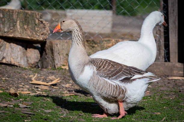 istock A grey goose walks through the village in close-up. 2155602995