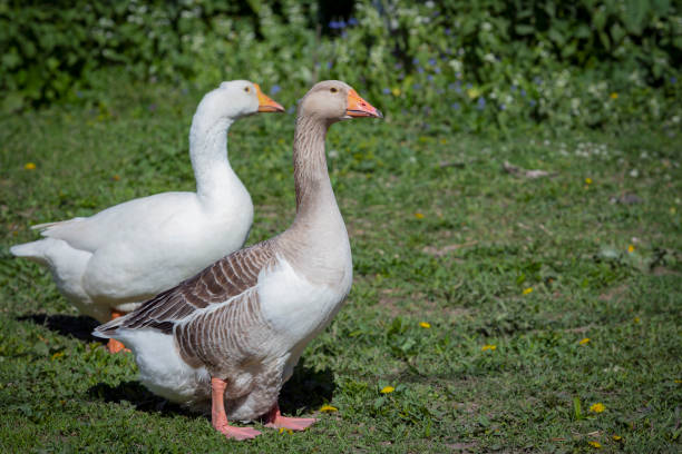 istock A grey goose walks through the village in close-up. 2155603014