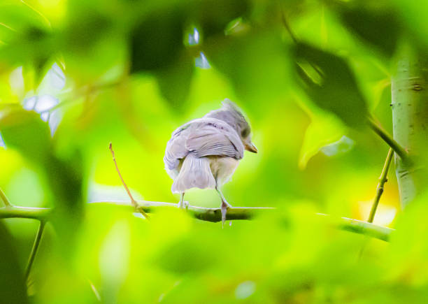 Bird Scenery