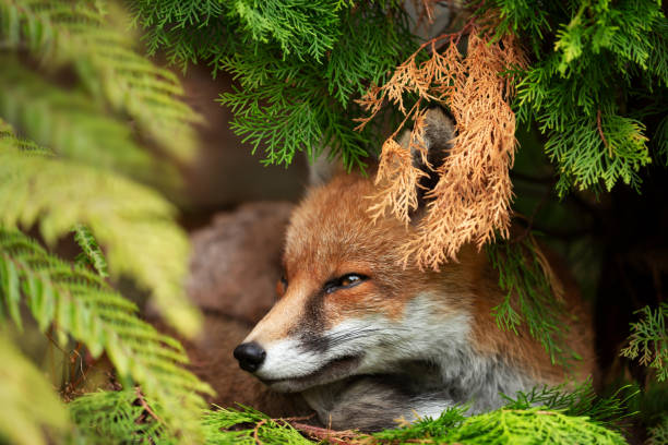istock Portrait of a red fox lying under tree in a forest. 2155603342