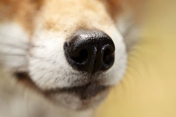 istock Close-up of a red fox nose 2155603375