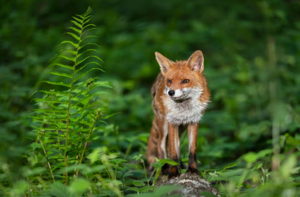 istock Portrait of a red fox standing on tree in a forest 2155603391