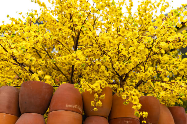 Apricot tree blooming with yellow flowering branches curving create unique beauty. This is a special wrong tree symbolizes luck, prosperity in spring Vietnam Lunar New Year