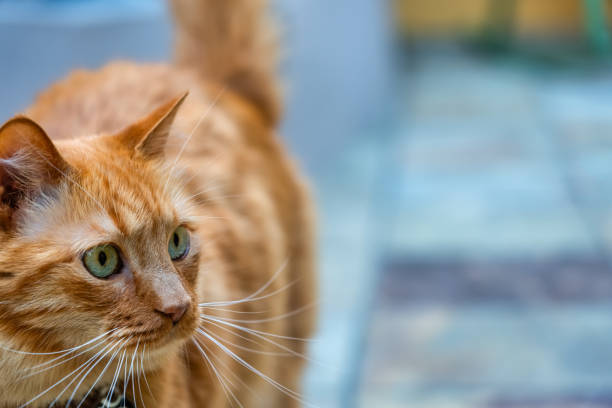 istock Nice cat in close-up looking with interest at a photo with empty space, copyspace. 2155605703