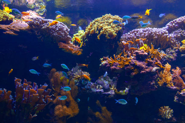 Aquarium with diverse fish species