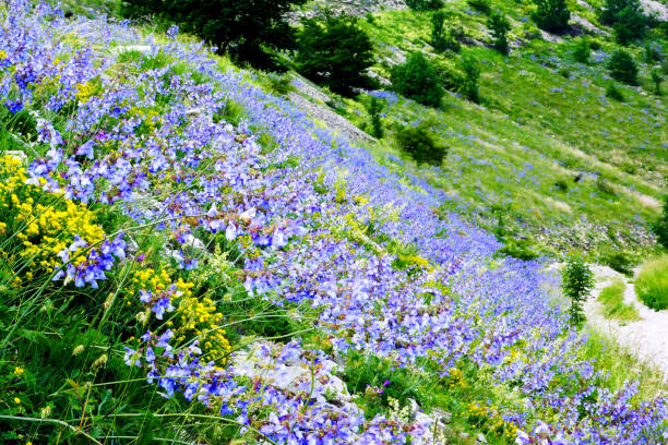 istock the flowers on hill 2155610593