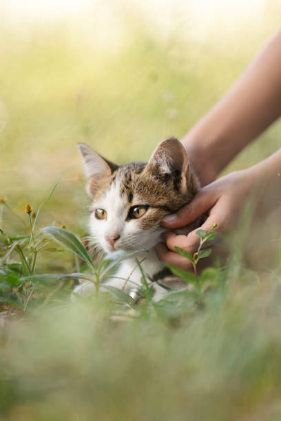 istock A young woman is playing with a kitten in the grass. 2155611661