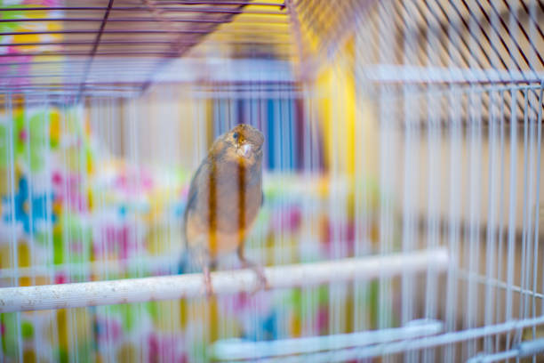 Two young yellow canaries on bird perch stand in the cage at home. Cute Slavujar canaries breed
