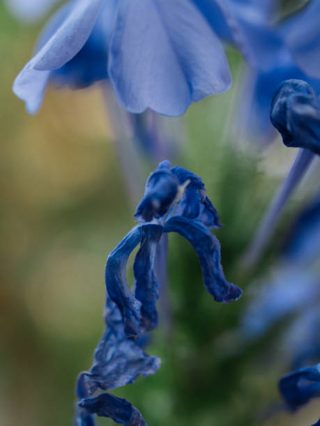 istock violet flower in Thailand 2155613133
