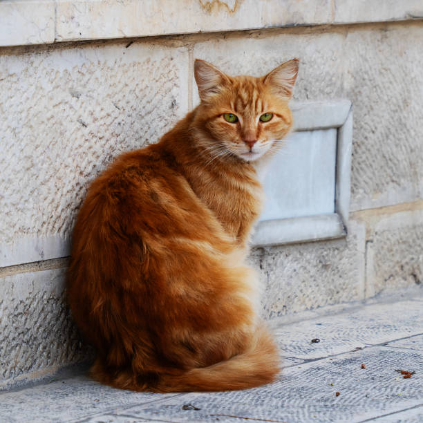 istock A Ginger Alley Cat 2155613605