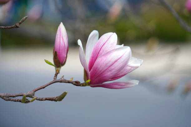 istock violet magnolia flower blossom in spring 2155613761