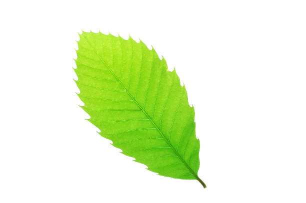 istock green leaves with leaf vein texture isolated on white background 2155613849