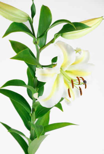 istock blooming white lily isolated on white background 2155613864