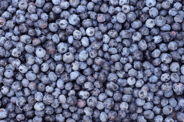 istock fresh picked blueberry with green leaves 2155613869