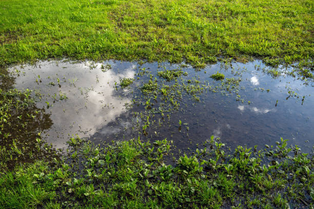 istock Meadow flooded by rainwater 2155615343