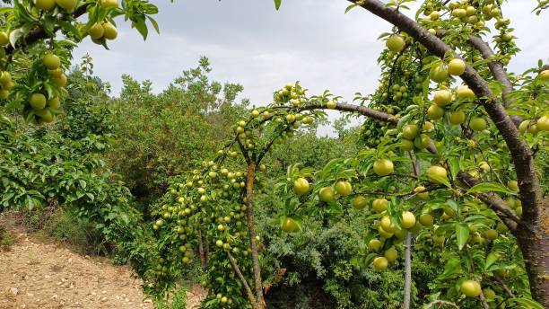 istock Yellow ripe plum on tree branch in orchard. Close up. 2155616213