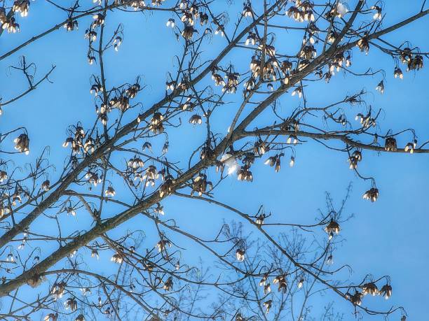 The sun was shining so bright and made the Sugar Maple seeds absolutely electric! Each grouping shined a different way for me and I was awestruck by my view.